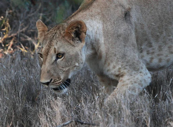ケニアのライオン肖像画野生の自然 — ストック写真