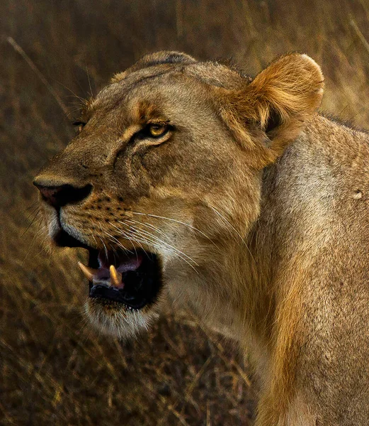 Löwe Porträtiert Wilde Natur Nairobi — Stockfoto