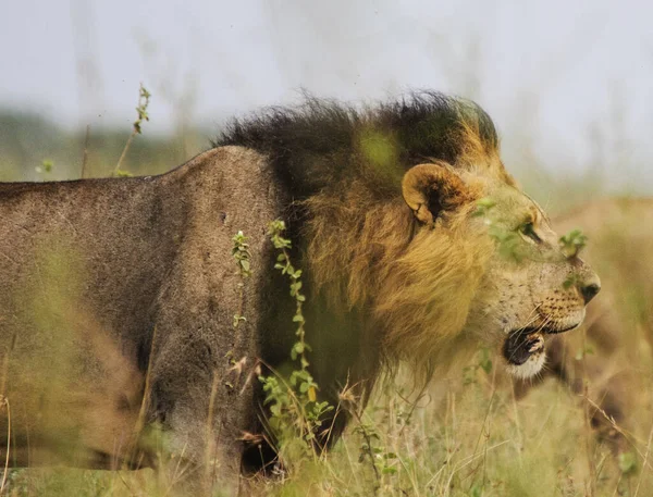 Lion Portrait Wild Nature Nairobi — Stock Photo, Image