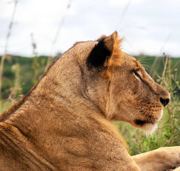 Löwe Porträtiert Wilde Natur Nairobi — Stockfoto