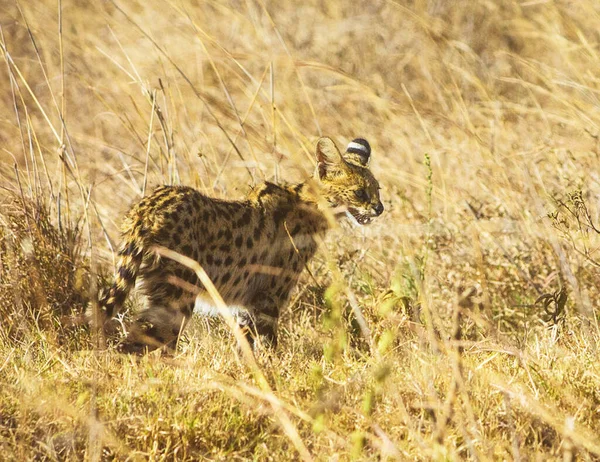 Leopard Gräset — Stockfoto