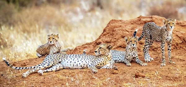 Nahaufnahme Des Jungen Leoparden Der Natur — Stockfoto