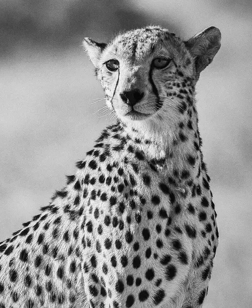 Close Portrait Young Leopard Nature — Stock Photo, Image