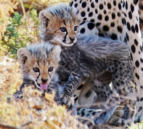 Gepard Dzieci Młode Zoo — Zdjęcie stockowe