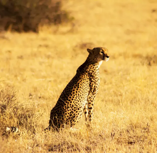 Retrato Cerca Del Joven Leopardo Naturaleza — Foto de Stock