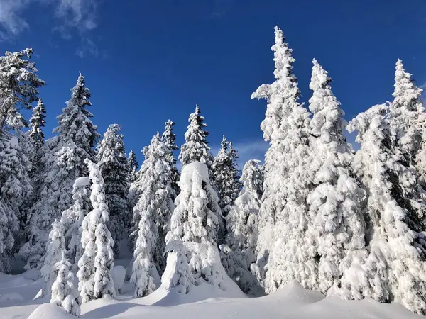 Winter Landscape White Snow Blue Sky — Stockfoto