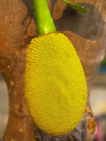 Młody Jackfruit Wiszące Drzewie Zielonymi Liśćmi Tło Słodki Kolczasty Owoc — Zdjęcie stockowe