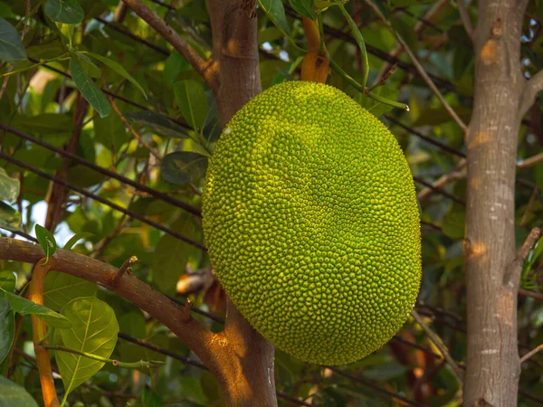Grande Giovane Jackfruit Appeso Albero Con Sfondo Foglie Verdi — Foto Stock