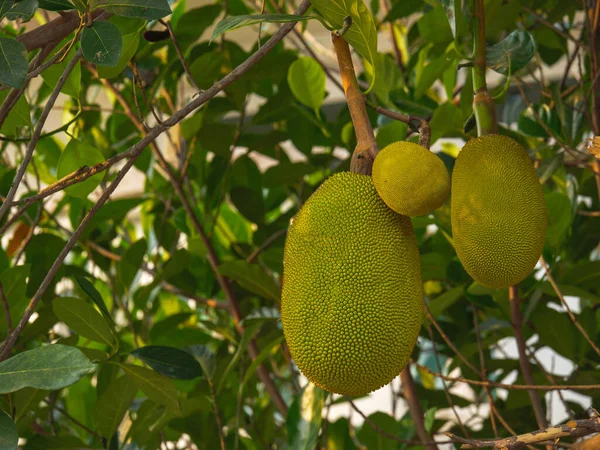 Gruppo Giovani Jackfruit Appeso Albero Con Sfondo Foglie Verdi — Foto Stock