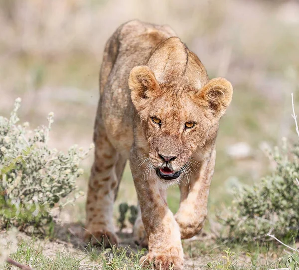 Schönes Porträt Eines Löwen Der Afrikanischen Savanne — Stockfoto