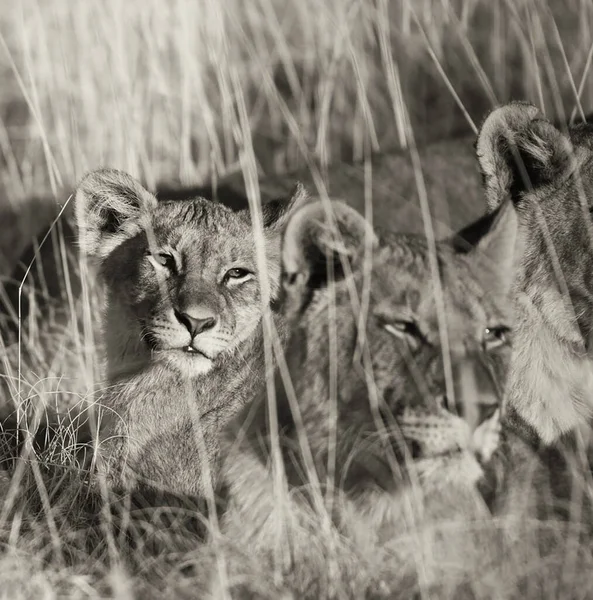 Beautiful Portrait Lion African Savannah — Stock Photo, Image