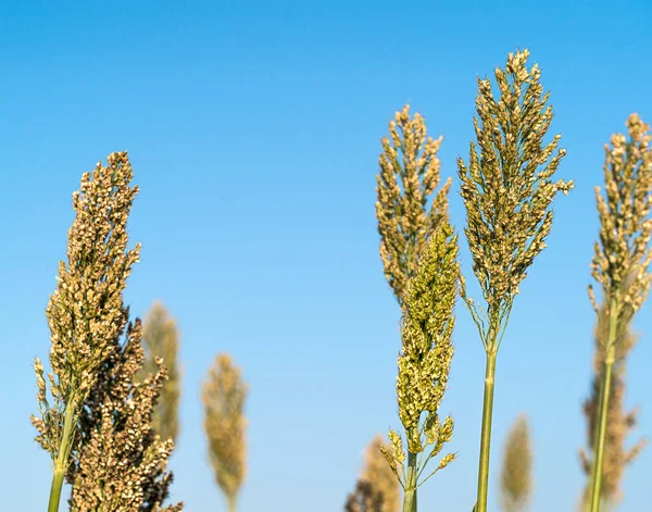 Sorghum Millet Agent Blue Sky Stock Photo