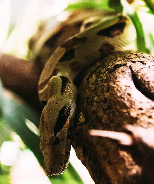 Bel Colpo Vicino Serpente Esotico — Foto Stock