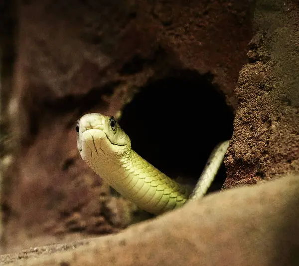 Piękne Zbliżenie Strzał Egzotycznego Węża — Zdjęcie stockowe