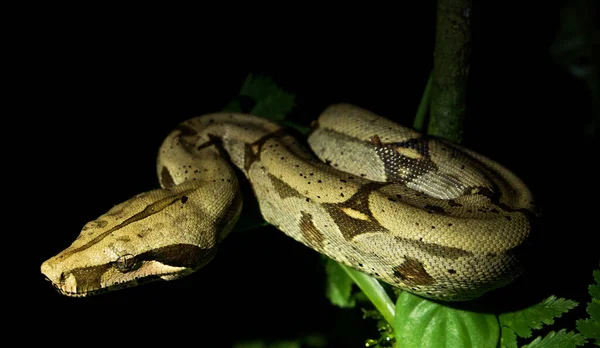 Hermoso Primer Plano Serpiente Exótica — Foto de Stock