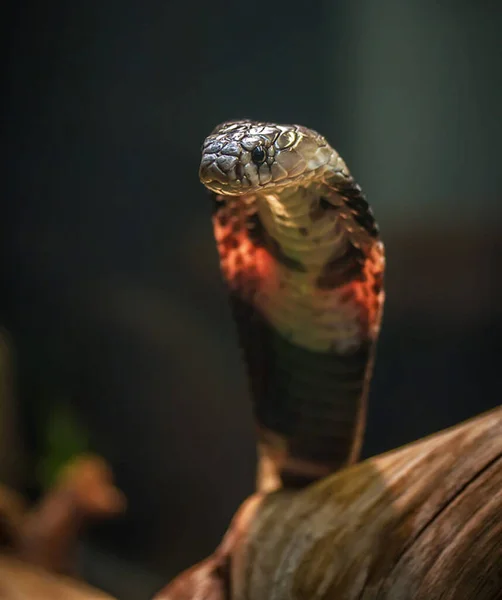 Piękne Zbliżenie Strzał Egzotycznego Węża — Zdjęcie stockowe