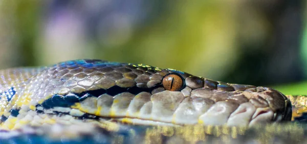 Close Creative Shot Snake — Foto de Stock
