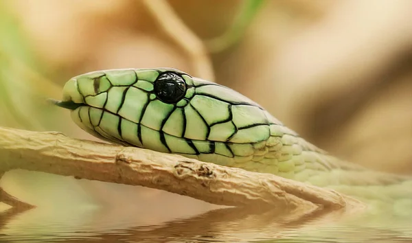Close Shot Wild Snake — Foto de Stock