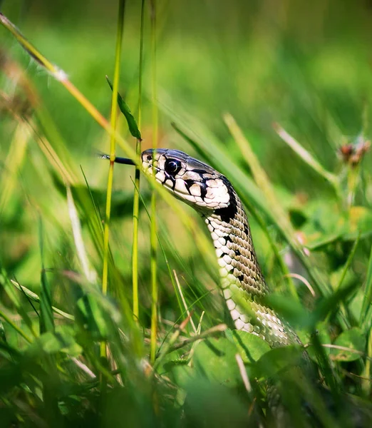 Close Shot Wild Snake — Foto de Stock