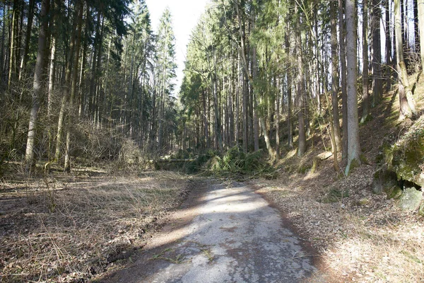 Ścieżka Leśna Zablokowana Przez Upadłe Drzewa — Zdjęcie stockowe