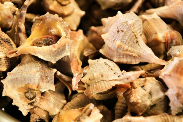 Conch Shell Aperitif Texture — Stock Photo, Image