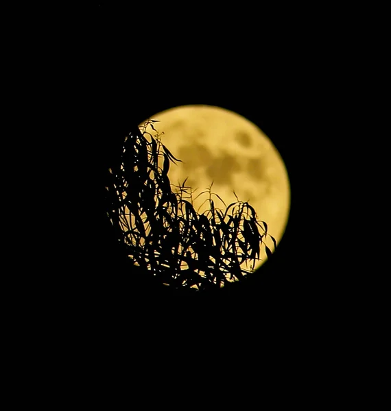 Повний Місяць Частковим Затемненням — стокове фото