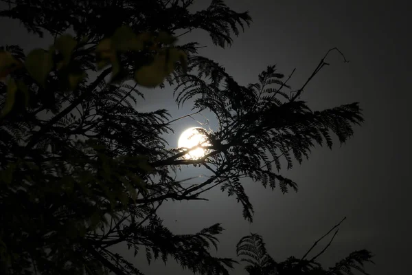 Прекрасний Повний Місяць Гілками Дерева — стокове фото