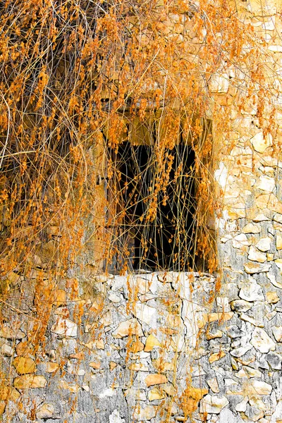 植生に覆われた古民家の窓 — ストック写真