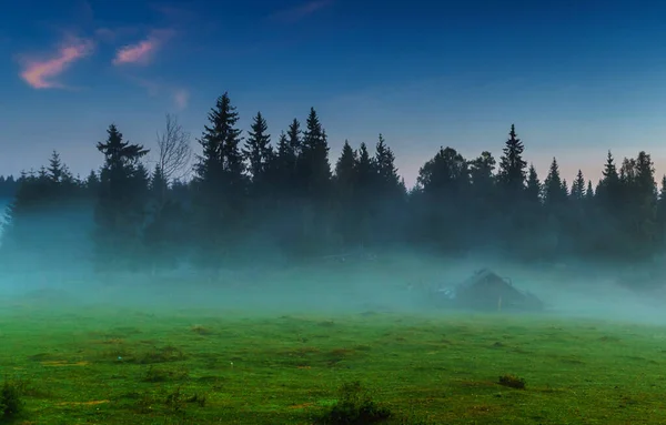 Beau Paysage Forestier Roumanie — Photo