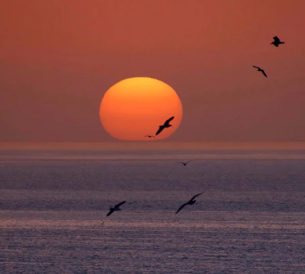 Beautiful bright sunset with birds flying with sun background, Morocco