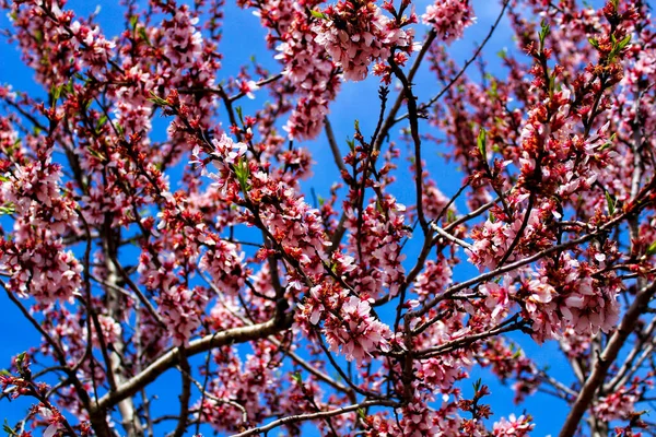 Pinkfarbene Mandelbäume Blühen Unter Blauem Himmel — Stockfoto