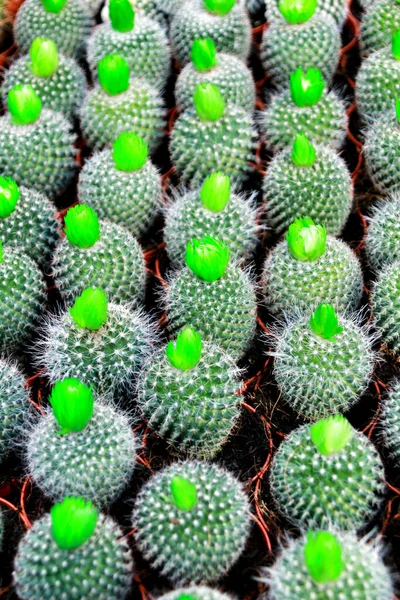 Colorful Pots Graft Cactus Texture — Stock Photo, Image