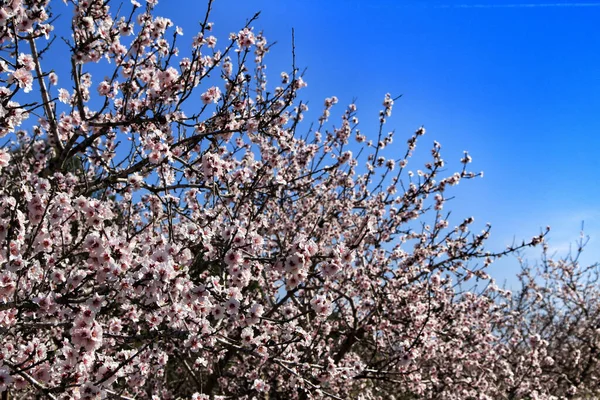 Almond Trees Bloom Blue Sky — Stockfoto
