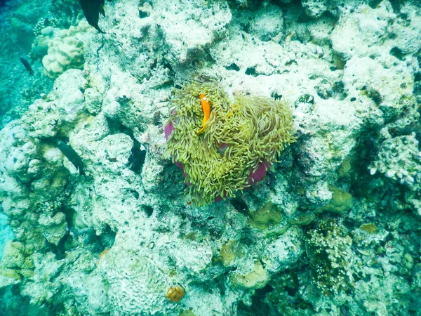 Clownfish Anemone Amazing Underwater World Concept — Stock Photo, Image