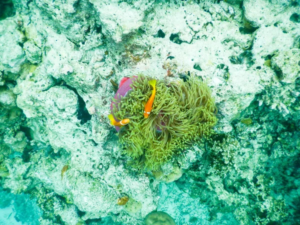 Clownfish Anemon Niesamowita Koncepcja Podwodnego Świata — Zdjęcie stockowe