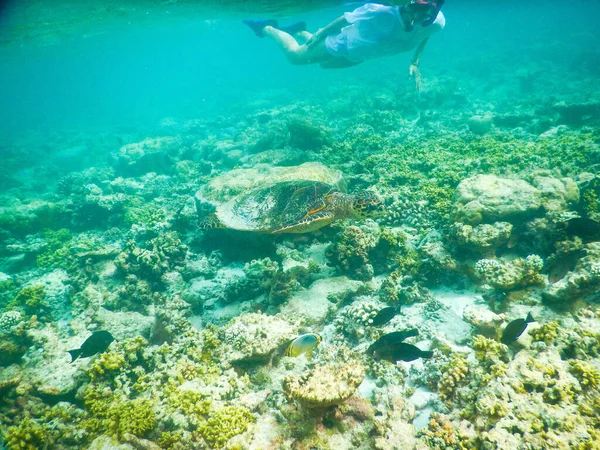 Schildpad Plankton Onderwater Zicht — Stockfoto