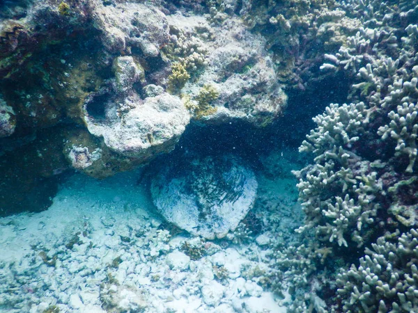 Schildkröte Und Plankton Unterwasserblick — Stockfoto