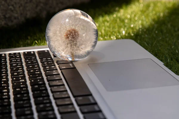 笔记本电脑键盘上的玻璃纸薄荷花 — 图库照片