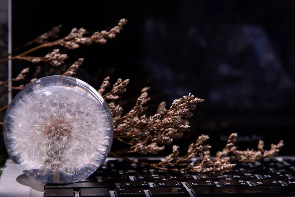 Crepis Foetida Flower Glass Paperweight Laptop Keyboard — Fotografia de Stock