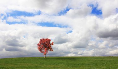 Sahada yalnız ağaç, arka planda seyahat yeri