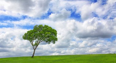 Yeşil çimenli ağaç, arka planda seyahat yeri