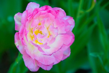 Güzel çiçeklerin güzel manzarasını kapat.