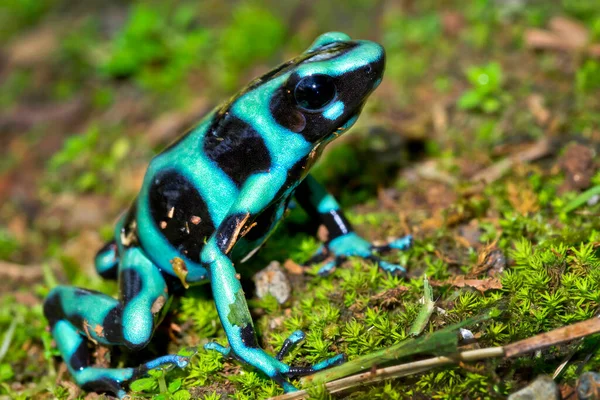 Zelená Černá Jedovatá Žába Tropický Deštný Prales Kostarika — Stock fotografie