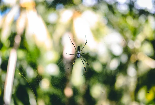 Spider Net Costa Rica — Fotografia de Stock