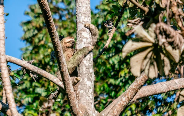 Ağaçtaki Şirin Tembel Hayvan Kosta Rika — Stok fotoğraf
