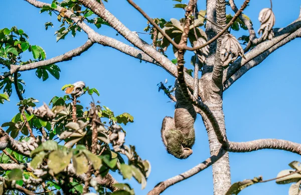 Cute Sloth Tree Costa Rica — Zdjęcie stockowe