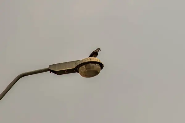 Low Angle View Gray Street Lamp Pigeons Perching Dark Sky — Stock Photo, Image