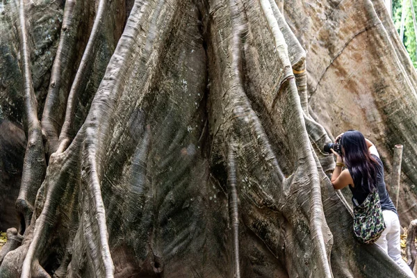 Молодая Женщина Плечевой Сумкой Помощью Камеры Сфотографировать Гигантское Большое Дерево — стоковое фото
