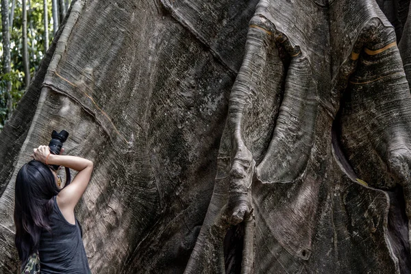 Молодая Женщина Плечевой Сумкой Помощью Камеры Сфотографировать Гигантское Большое Дерево — стоковое фото
