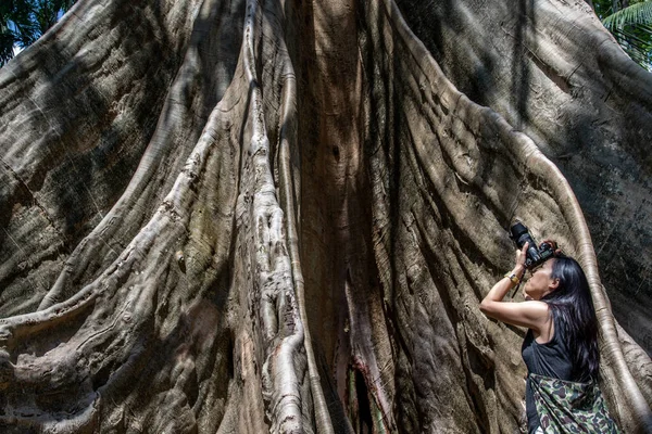 据法新社12月3日报道 泰国乌泰省潘三南市的一位年轻女子 她背着肩袋 用相机拍摄了一棵巨大的大树 人与巨大的大树的尺寸对比 — 图库照片